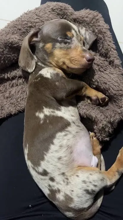Cachorro raça Basset-Cofap idade 2 a 6 meses nome Salsicha