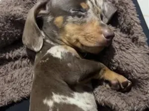 Cachorro raça Basset-Cofap idade 2 a 6 meses nome Salsicha