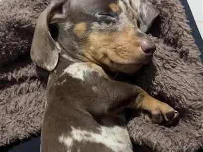 Cachorro raça Basset-Cofap idade 2 a 6 meses nome Salsicha