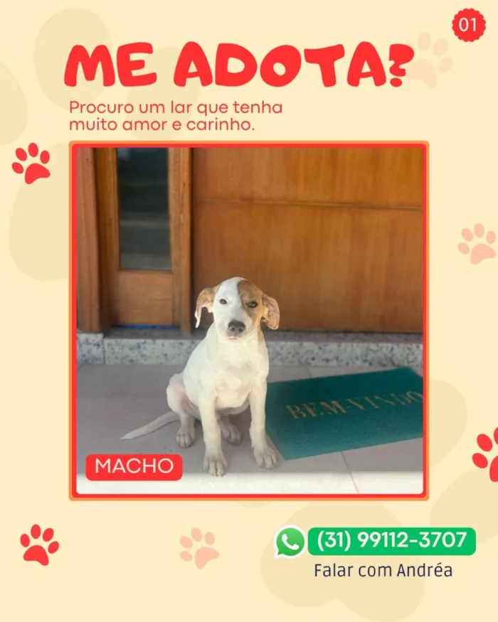Cachorro raça SRD-ViraLata idade 2 a 6 meses nome pirata