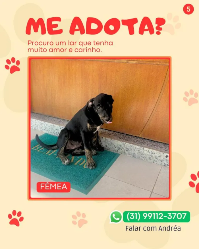 Cachorro raça SRD-ViraLata idade 2 a 6 meses nome pirata