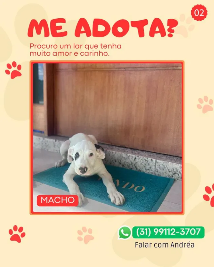 Cachorro raça SRD-ViraLata idade 2 a 6 meses nome pirata