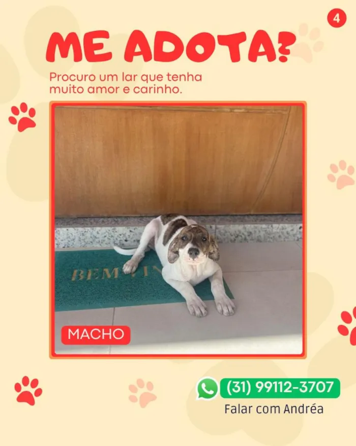 Cachorro raça SRD-ViraLata idade 2 a 6 meses nome pirata