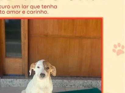 Cachorro raça SRD-ViraLata idade 2 a 6 meses nome pirata