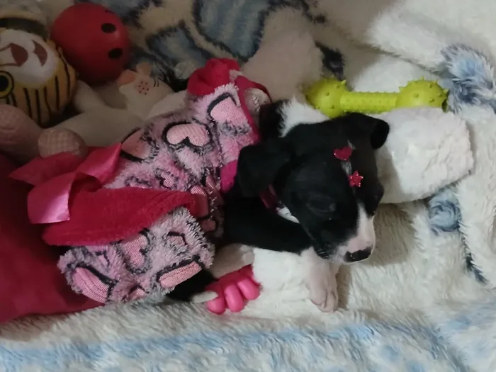 Cachorro raça SRD-ViraLata idade 2 a 6 meses nome kyra