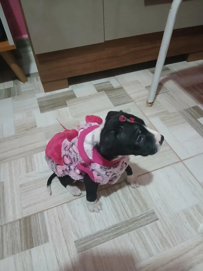 Cachorro raça SRD-ViraLata idade 2 a 6 meses nome kyra