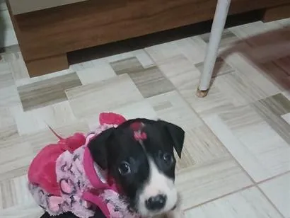 Cachorro raça SRD-ViraLata idade 2 a 6 meses nome kyra