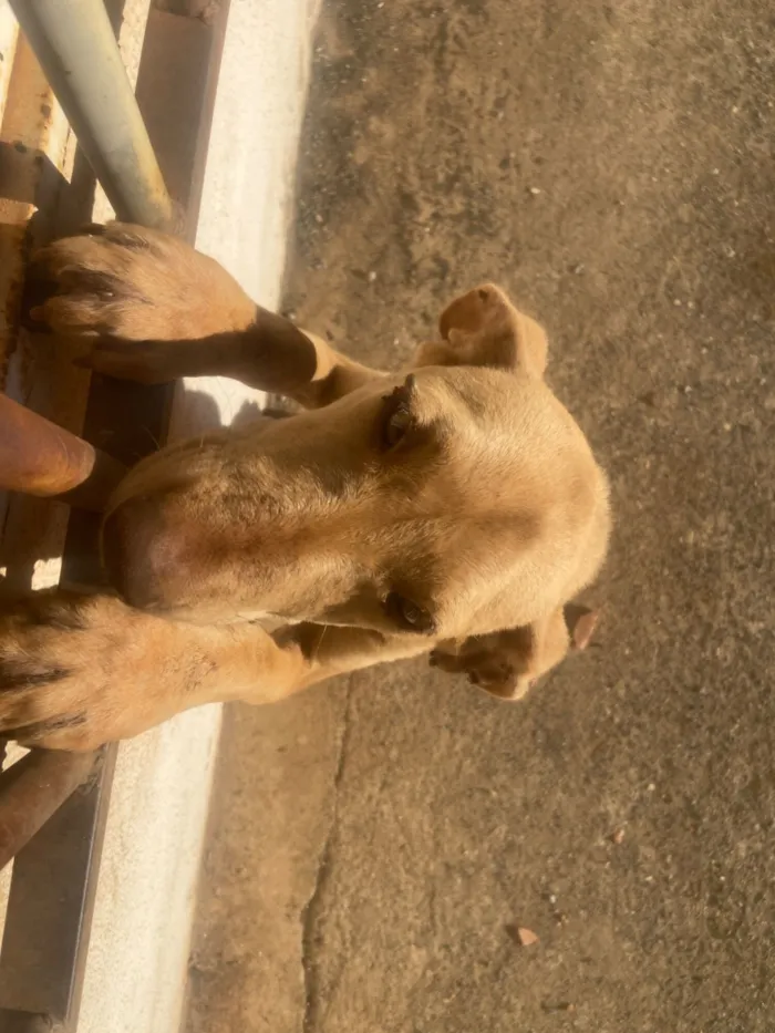 Cachorro raça SRD-ViraLata idade 7 a 11 meses nome Pandora 