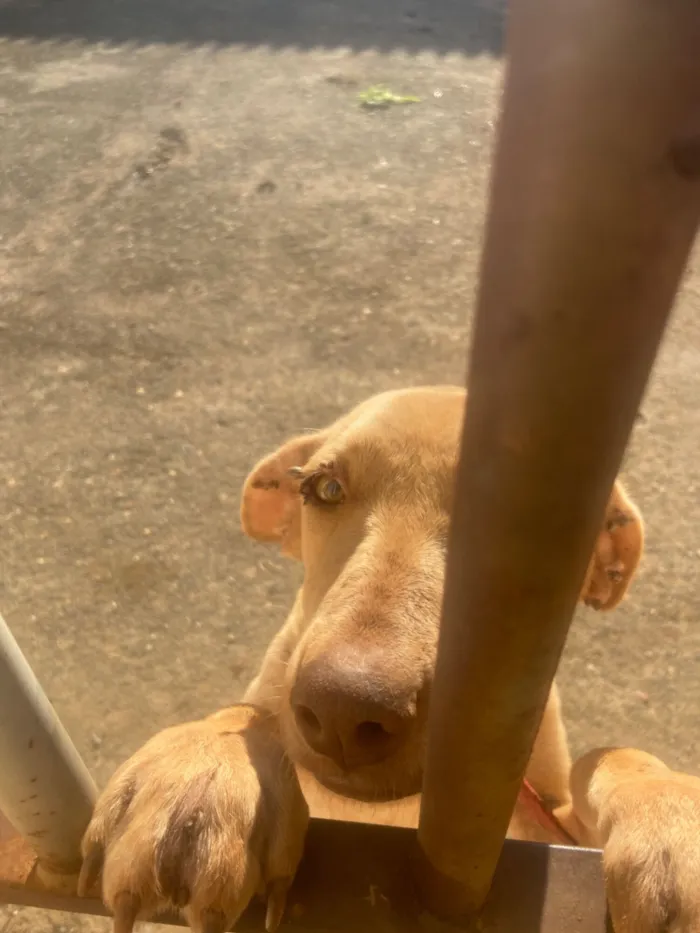 Cachorro raça SRD-ViraLata idade 7 a 11 meses nome Pandora 