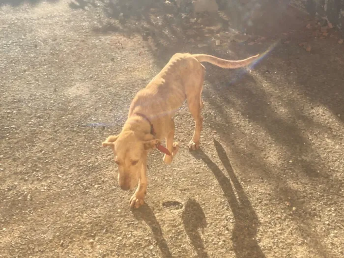 Cachorro raça SRD-ViraLata idade 7 a 11 meses nome Pandora 