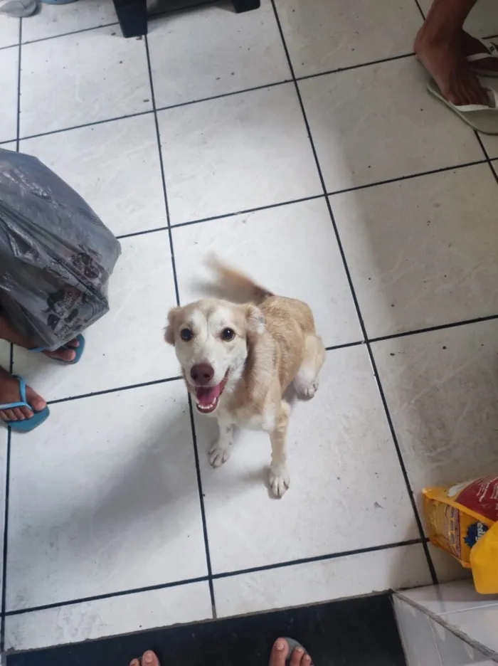 Cachorro raça SRD-ViraLata idade 1 ano nome Pandora 
