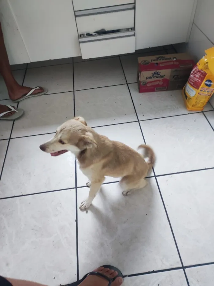 Cachorro raça SRD-ViraLata idade 1 ano nome Pandora 