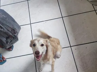 Cachorro raça SRD-ViraLata idade 1 ano nome Pandora 