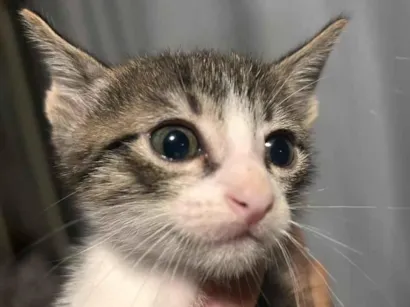 Gato raça SRD-ViraLata idade Abaixo de 2 meses nome não tem nomes.