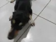 nao sei o verdadeiro eu chamo ela de tulipa 