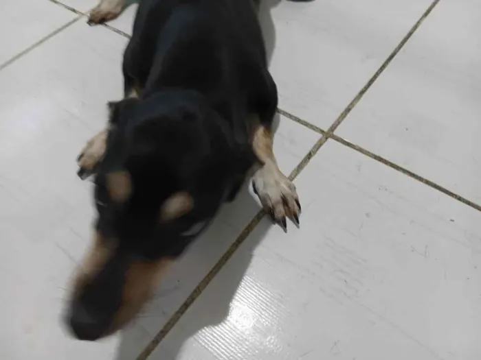 Cachorro raça SRD-ViraLata idade 1 ano nome nao sei o verdadeiro eu chamo ela de tulipa 