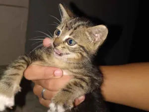 Gato raça SRD-ViraLata idade Abaixo de 2 meses nome kariane lima