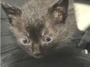 Gato raça SRD-ViraLata idade 2 a 6 meses nome Ozzy