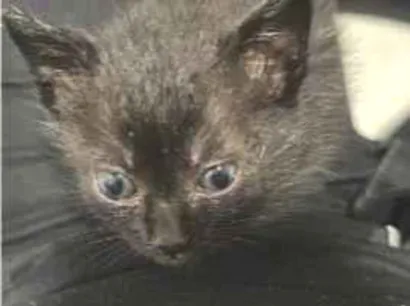 Gato raça SRD-ViraLata idade 2 a 6 meses nome Ozzy