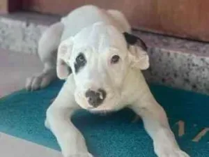 Cachorro raça SRD-ViraLata idade 2 a 6 meses nome pirata