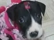 Cachorro raça SRD-ViraLata idade 2 a 6 meses nome kyra