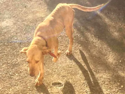 Cachorro raça SRD-ViraLata idade 7 a 11 meses nome Pandora 