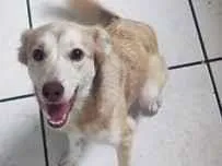 Cachorro raça SRD-ViraLata idade 1 ano nome Pandora 