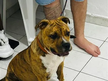 Cachorro raça SRD-ViraLata idade 7 a 11 meses nome Leo