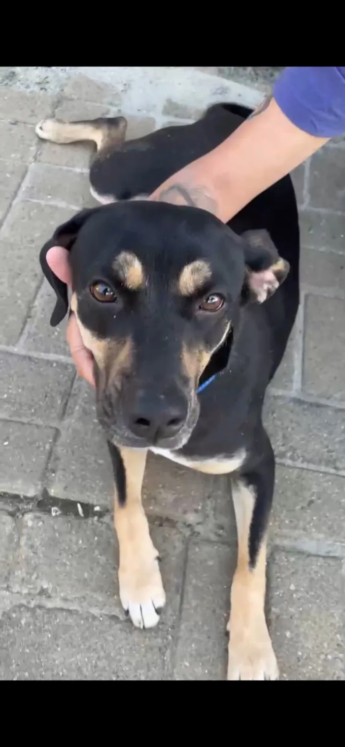 Cachorro raça SRD-ViraLata idade 7 a 11 meses nome Não tem nome 
