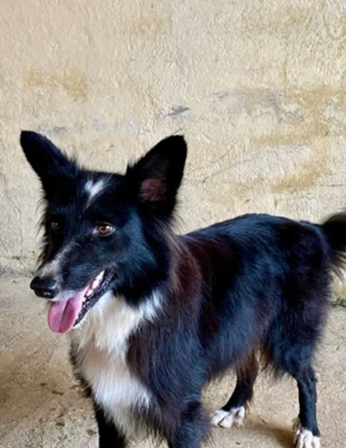 Cachorro raça Poodle idade 6 ou mais anos nome Pandora