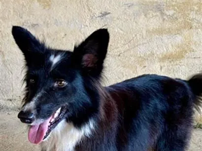 Cachorro raça Poodle idade 6 ou mais anos nome Pandora
