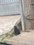 Pantera
