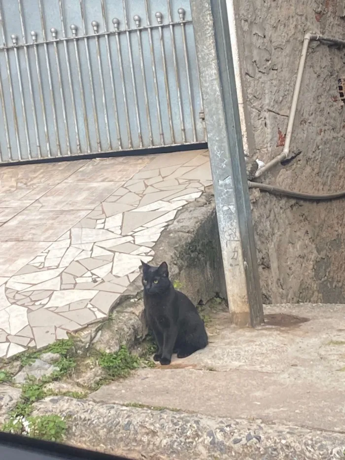 Gato raça SRD-ViraLata idade 2 a 6 meses nome Pantera