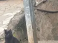 Pantera