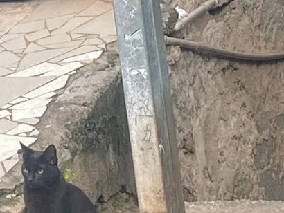 Gato raça SRD-ViraLata idade 2 a 6 meses nome Pantera