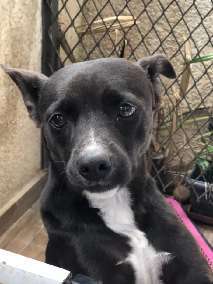 Cachorro raça SRD-ViraLata idade 3 anos nome Hanna