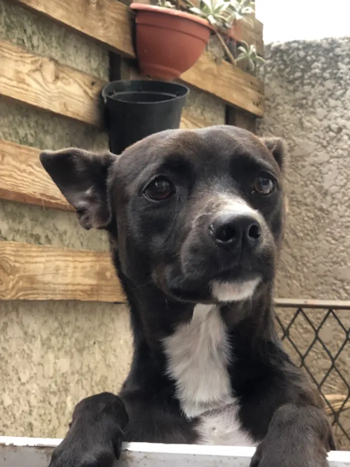 Cachorro raça SRD-ViraLata idade 3 anos nome Hanna