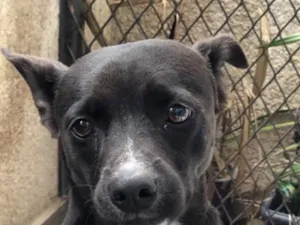 Cachorro raça SRD-ViraLata idade 3 anos nome Hanna