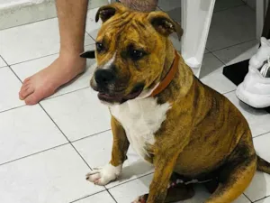 Cachorro raça SRD-ViraLata idade 7 a 11 meses nome Leo