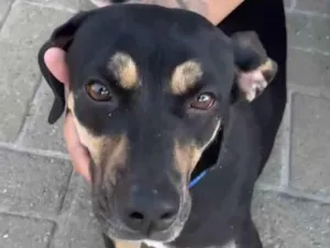 Cachorro raça SRD-ViraLata idade 7 a 11 meses nome Não tem nome 