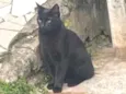 Pantera