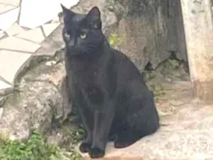 Gato raça SRD-ViraLata idade 2 a 6 meses nome Pantera