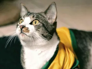Gato raça SRD-ViraLata idade 2 anos nome Podrick