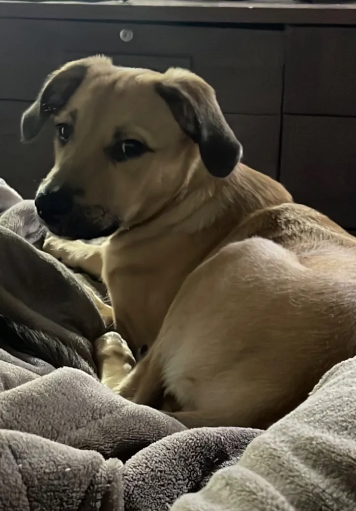 Cachorro raça SRD-ViraLata idade 2 a 6 meses nome Atena