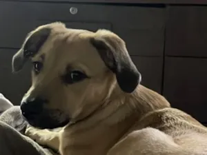 Cachorro raça SRD-ViraLata idade 2 a 6 meses nome Atena