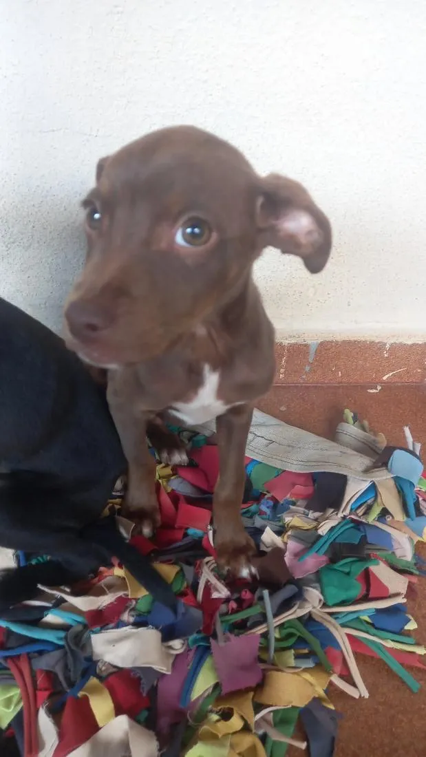 Cachorro raça SRD-ViraLata idade 2 a 6 meses nome Caramelo 