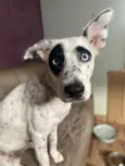 Estrela
