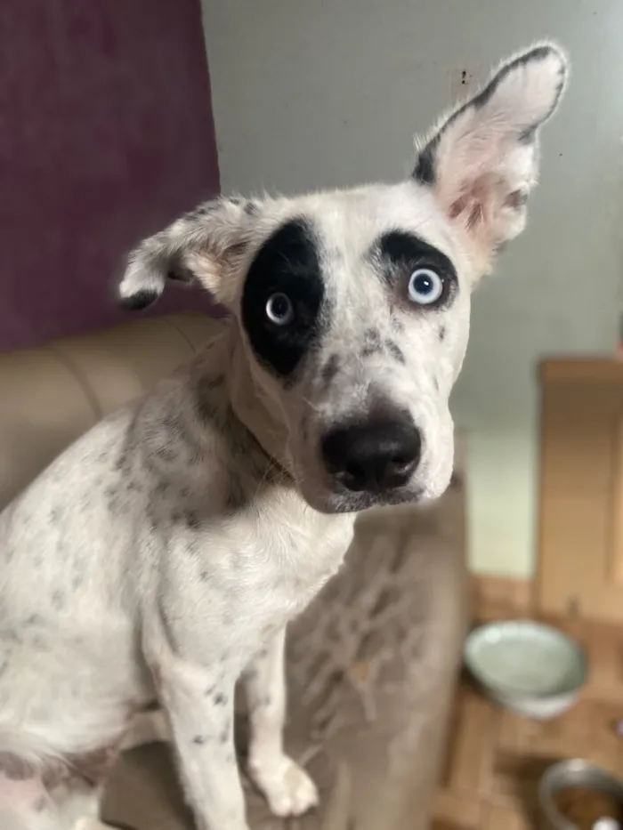 Cachorro raça SRD-ViraLata idade 7 a 11 meses nome Estrela