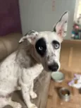 Estrela