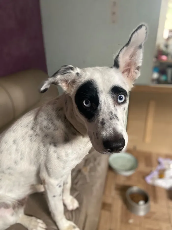 Cachorro raça SRD-ViraLata idade 7 a 11 meses nome Estrela